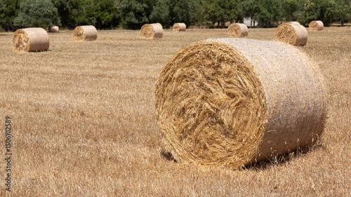 Bale of straw in a rural field at sunset