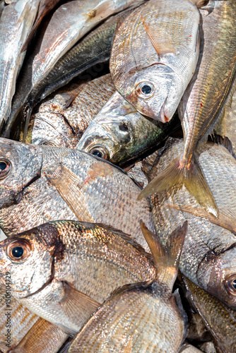 Freshly caught sea bream background