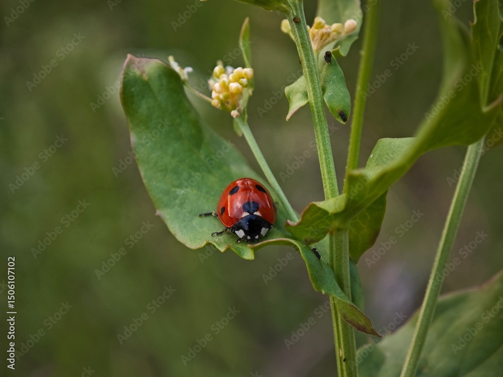 Fototapeta premium ladybug on a blade of grass