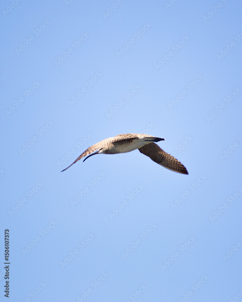 Obraz premium black headed gull