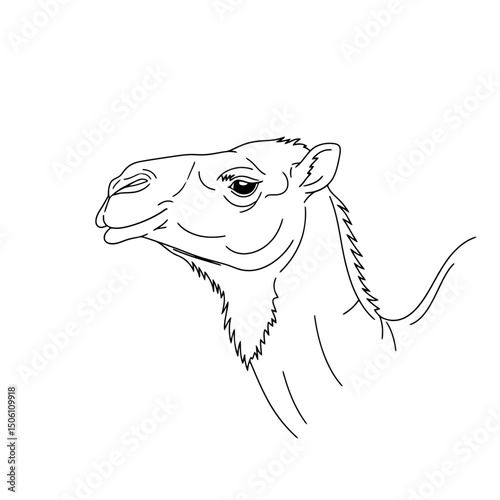 Camel Portrait Outline: Desert Animal Art