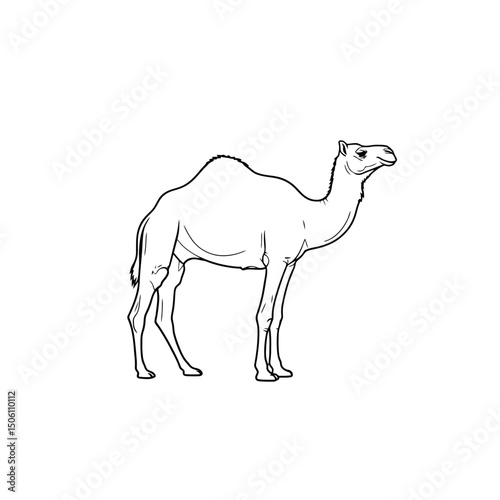 Camel Outline: Desert Animal Illustration for Educational and Creative Projects