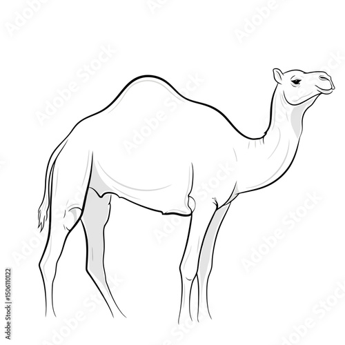 Simple Camel Illustration - Desert Animal Outline