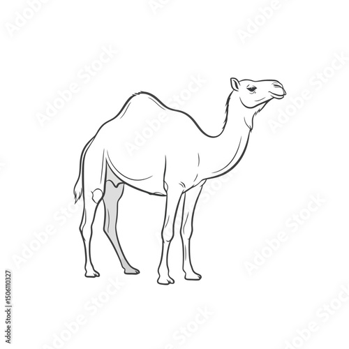 Camel Line Art: Simple Desert Animal Illustration