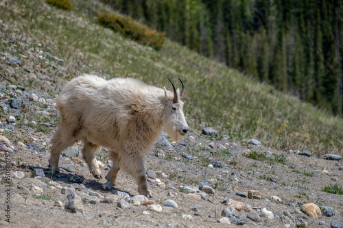 Mountain Goat (Oreamnos americanus) walking on a hillside in Kootenay National Park, British Columbia photo