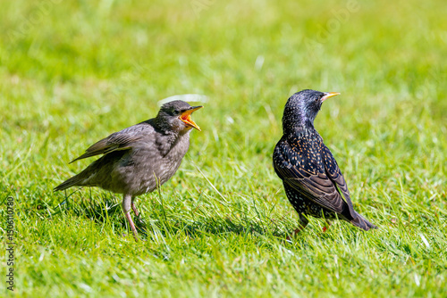 Common Starling baby bird 