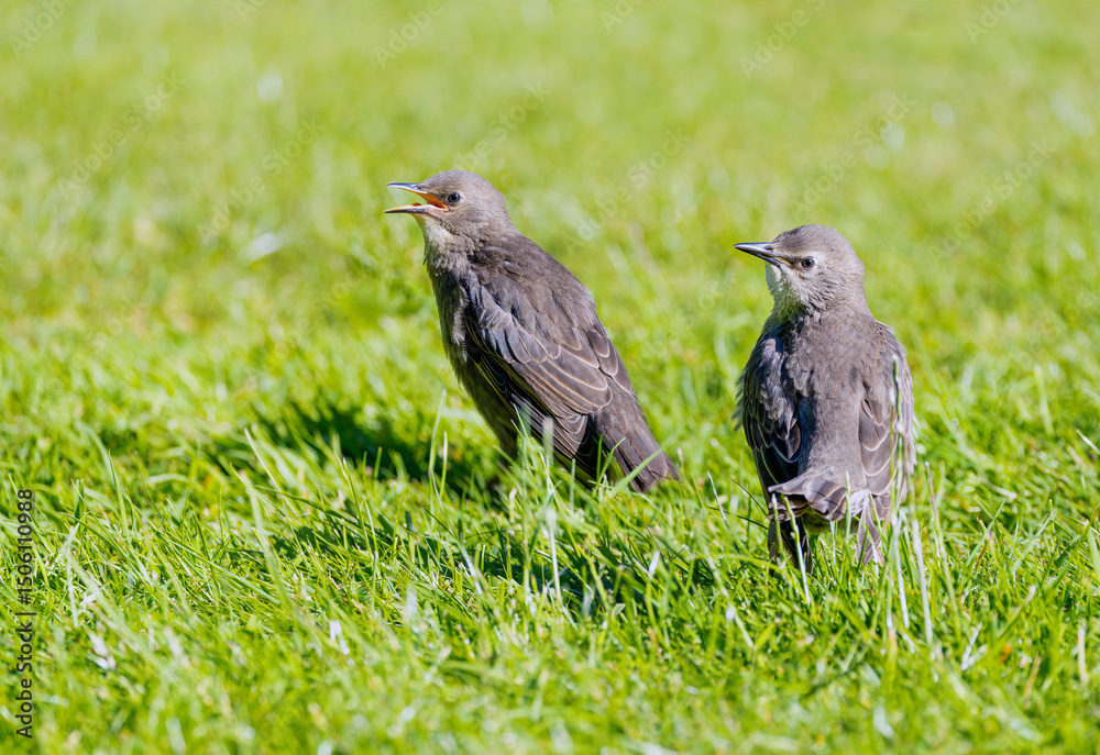 Obraz premium Two young baby Starlings 