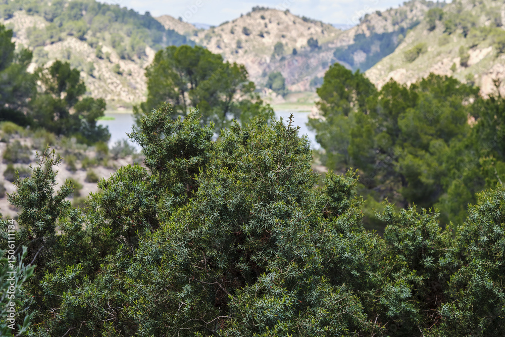 Obraz premium Scenic mountain landscape with lush greenery and pine trees