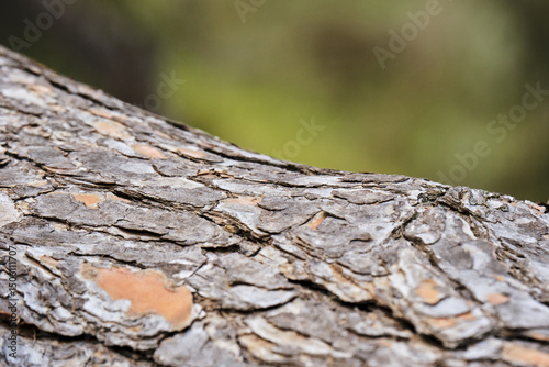 Close-up of tree bark texture in natural forest setting