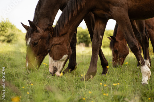 horse and foal