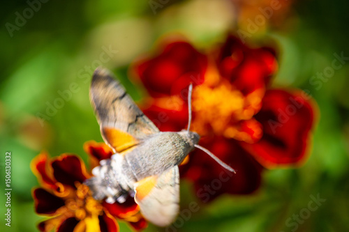 An amazing hawk moth gracefully perched on a bright flower. Capture the beauty and vibrancy of nature through photography. NatureIn Focus photo