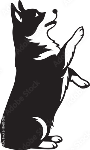Corgi standing on hind legs black and white, Dog upright position playful design