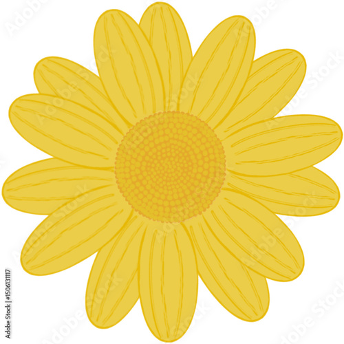 Beautiful shape and colors of yellow daisy flower petals are bloom.