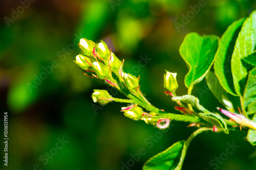 Obraz na plátne The genus includes about 20 species of deciduous shrubs and small trees