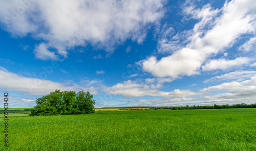 Spring photography, young shoots of cereals. Ripening wheat. Green shoots of photosynthesis under the bright sun. Phosphorus and nitrogen fertilizers introduced