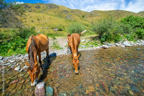 Vászonkép The horses gathered on the river bank to quench their thirst