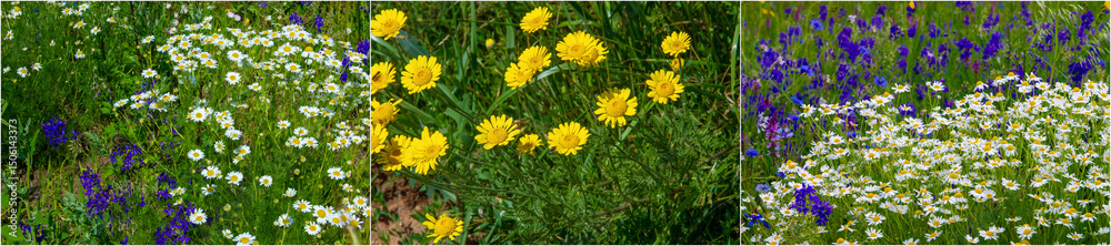 Obraz premium Enjoy the beauty of nature with wildflowers in the meadows Discover the variety of species and colors Learn about the ecosystem and biodiversity of the grasslands