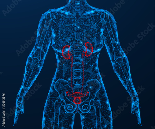 The internal organs of the genitourinary system of women. Polygonal design of interconnected lines and dots. Blue background.