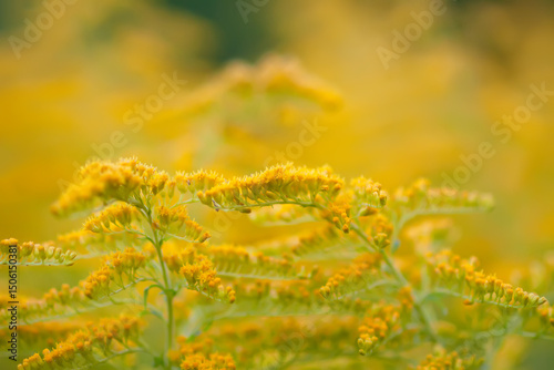 Yellow goldenrod flowers in summer park. Solidago plant.