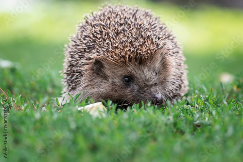 hedgehog on the grass.. photo