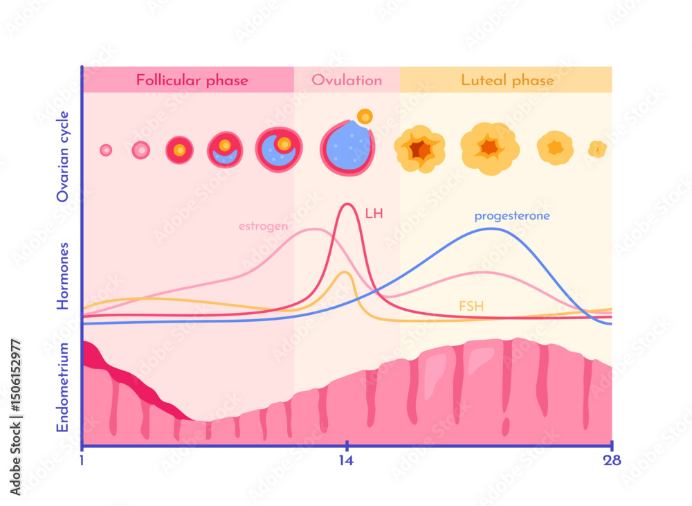 Diagram showing ovarian cycle phases with hormone levels, ovulation process, and endometrial changes, in flat style on white background. Concept of fertility. Vector illustration