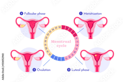 Diagram showing four stages of the menstrual cycle with uterus illustrations, flat graphic style, white background, concept of reproductive health. Vector illustration