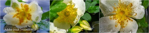 Fotografie Rosehips can be used to make herbal teas, jams, jellies, fiber, and rosehip soup