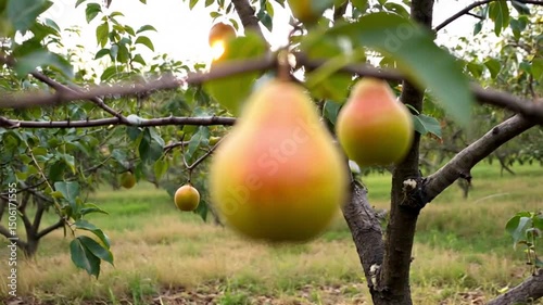 Ripe pears lie hanging on a tree, showing off their golden green hues, their smooth skin and readiness for harvest. Seasonal Food Concept Fresh Market, Organic Farming,  Farm-to-table restaurants