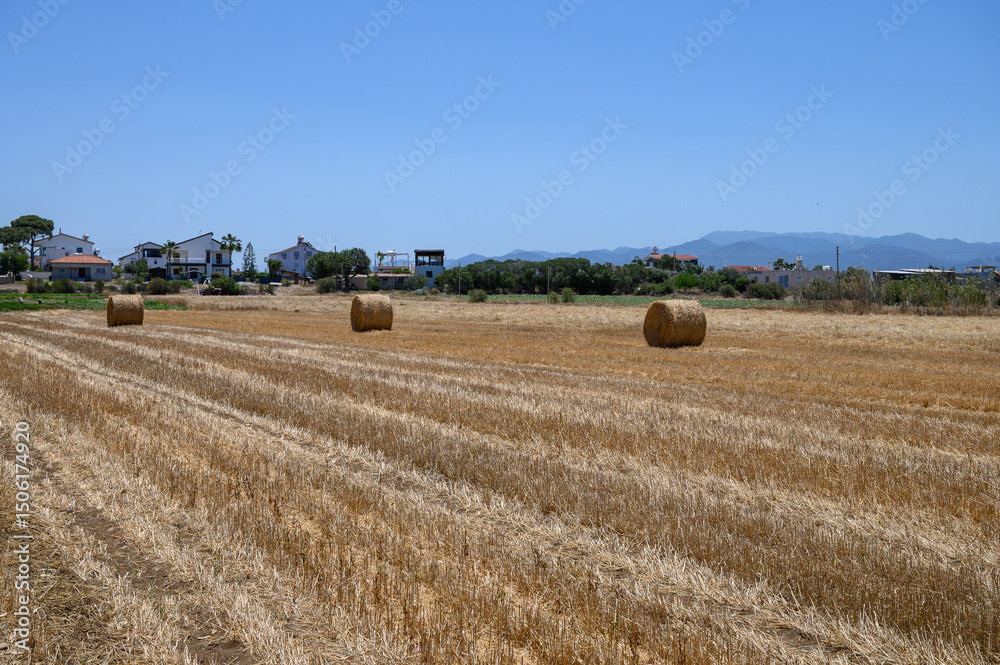 Fototapeta premium Round straw bales in a dry Mediterranean field with blue sky in Cyprus.
