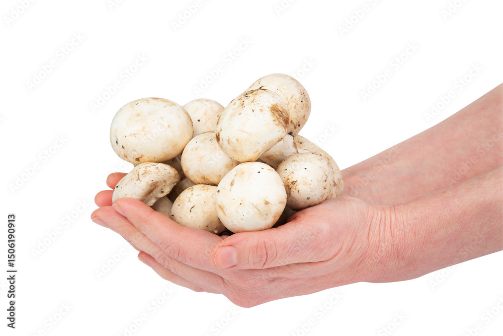 Mushrooms Mushrooms