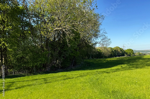 A lush green meadow stretches out under a clear blue sky, bordered by a line of trees with dense foliage. Sunlight casts shadows, enhancing the vibrant shades of green in, Harden, Bingley, UK photo