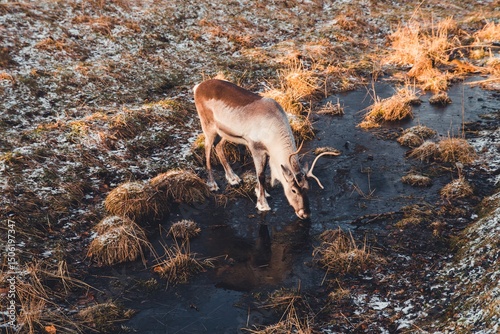 Wild reindeer drinking clear water from a brook