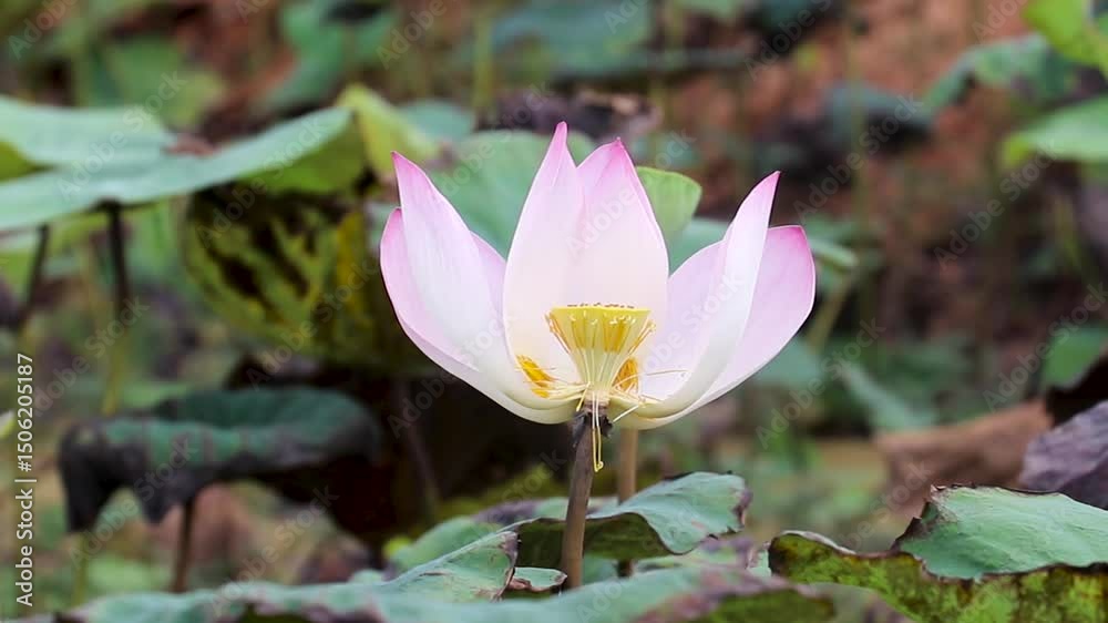 Elegant Pink Lotus Blossom Blooming Gracefully Above Green Leaves in Wetland Garden Elegant Pink Lotus Blossom Blooming Gracefully Above Green Leaves in Wetland Garden