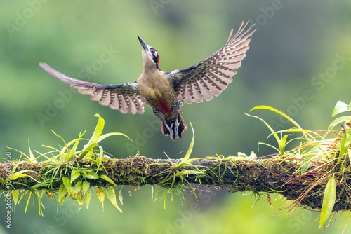 Black-checked Woodpecker taking off from branch in Costa Rica