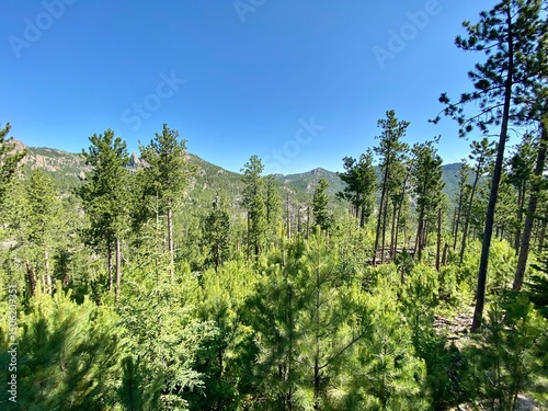 forest in the mountains