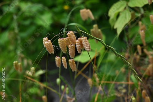Big quaking grass (Briza maxima) flowers. Poaceae annual plants. In summer, it forms a panicle with egg-shaped spikelets at the top of the stem.