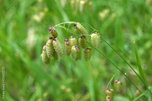 Big quaking grass (Briza maxima) flowers. Poaceae annual plants. In summer, it forms a panicle with egg-shaped spikelets at the top of the stem.
