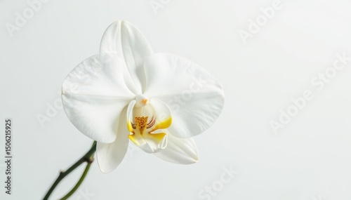 Delicate white orchid blossom on pure white backdrop, serenity, blossom, shot