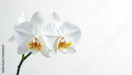 Delicate white orchid blossom against pure white backdrop, bloom, fragile, minimal