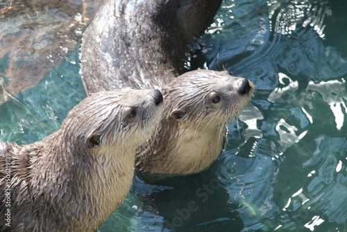 river otters