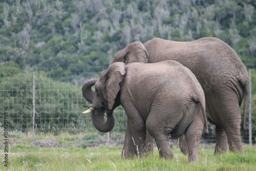 elephants