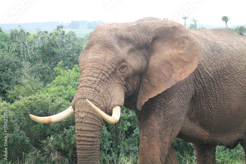 elephant