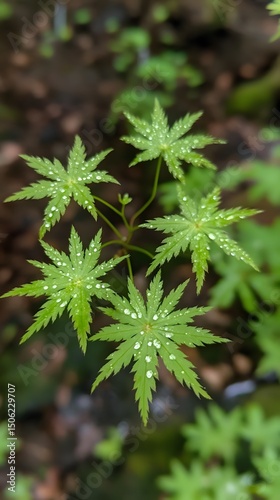 Dew Drops on Japanese Maple Leaves Nature Closeup
