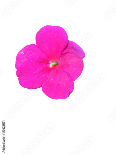 Vibrant Pink Flower Blossom Nature's Delicate Beauty