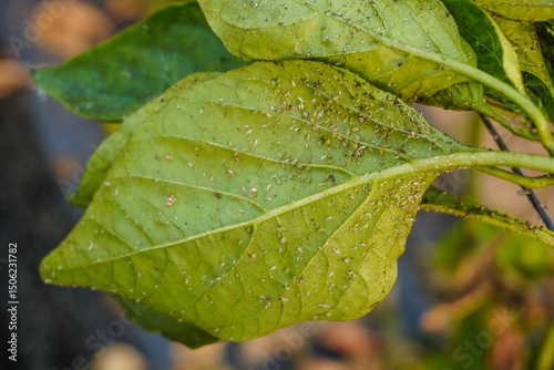 Problem of whitefly effect on leaves and branches of vegetables plants in field inside greenhouses, Whitefly Aleyrodes proletella agricultural pest on pepper leaf, Whiteflies on underside of leaves. photo