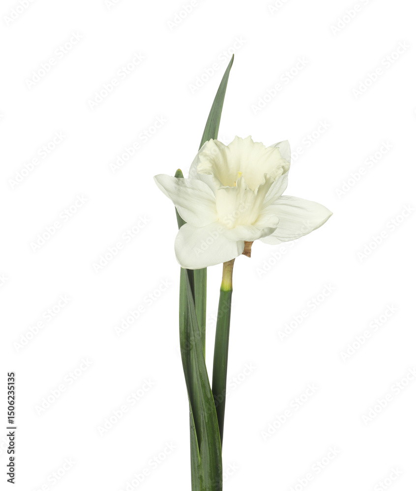Fototapeta premium One beautiful color daffodil isolated on white