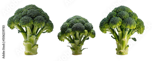 Three fresh broccoli heads arranged in a row, showcasing various sizes and vibrant green colors.