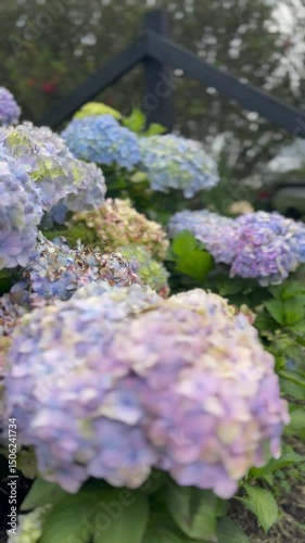 Purple and Pink Hydrangea Flowers in Bloom