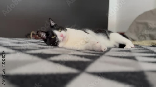Adorable Kitten Playing on Cozy Bed