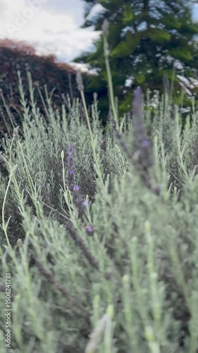 Lavender Flowers Swaying in the Wind
